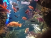 Aquarium van La Rochelle