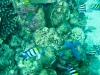 De onderwaterwereld