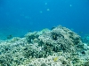 Onderwater pics