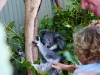 Bij de Koalas