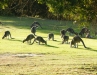 Kangaroos in het wild op de golfbaan